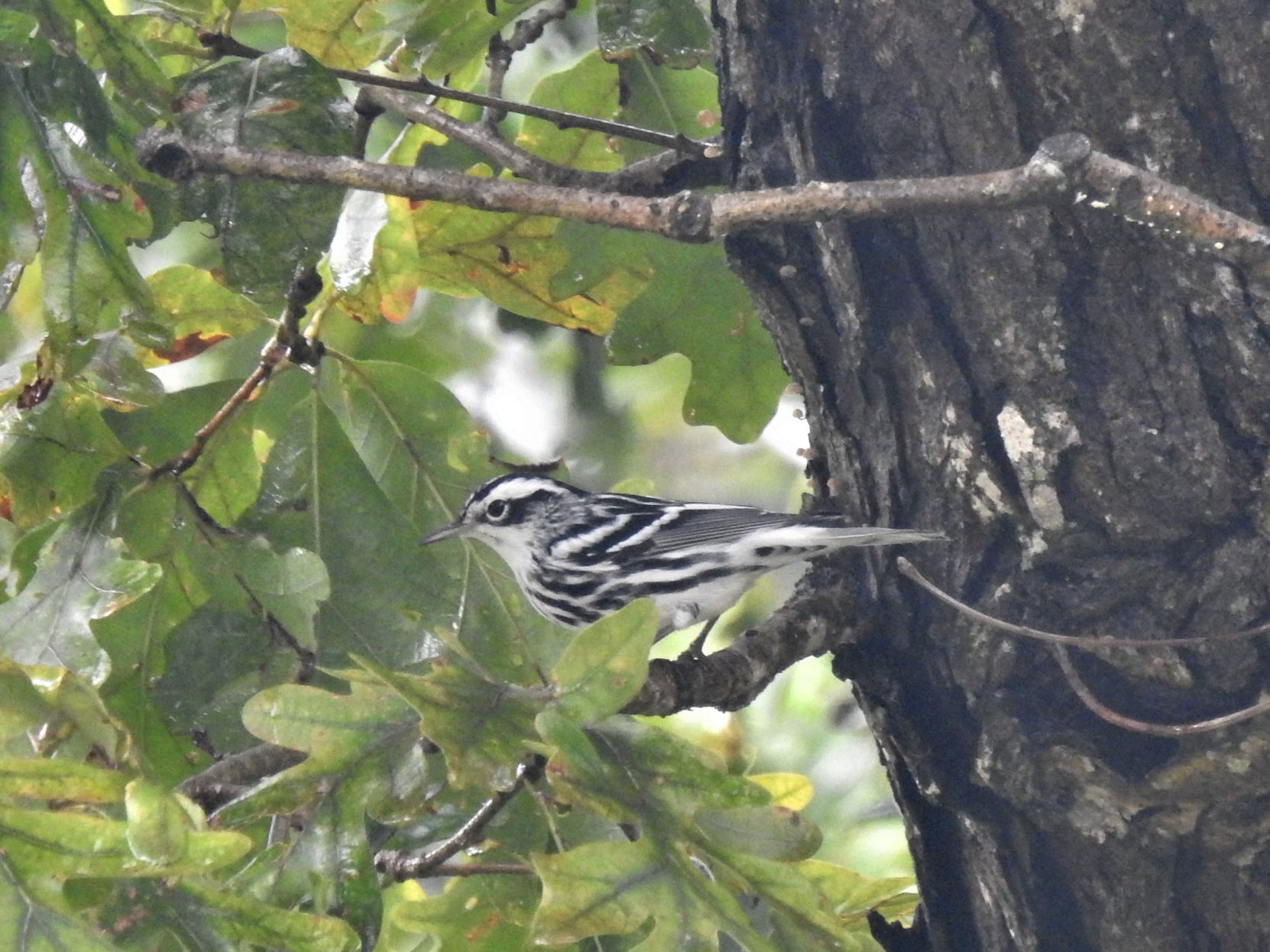 Warbler